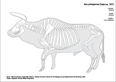 Aurochs