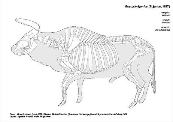 Aurochs