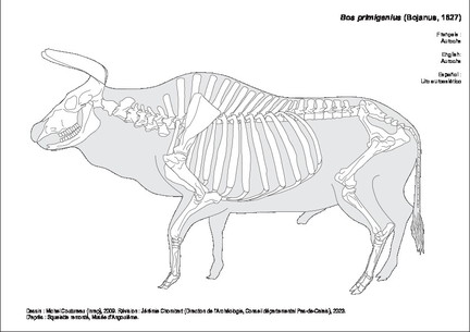 Aurochs