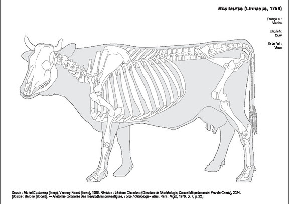 Vache