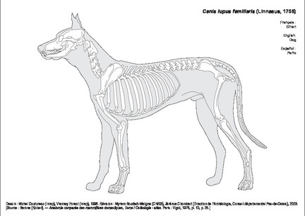 Chien