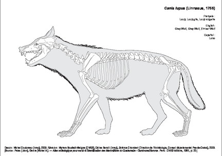 Loup Gris