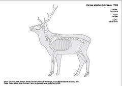 Cerf élaphe