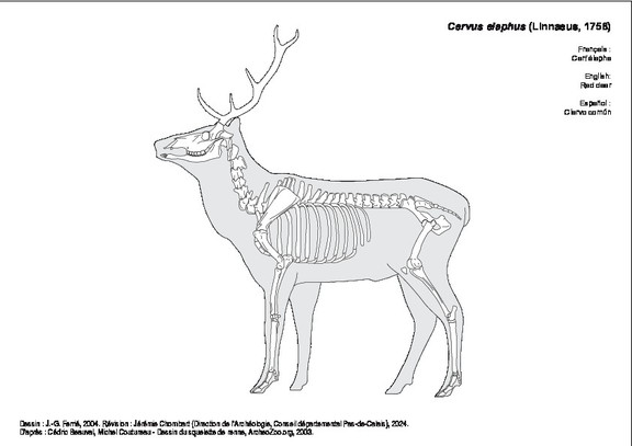 Cerf élaphe