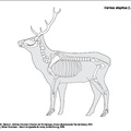 Cervus_elaphus_2024.pdf