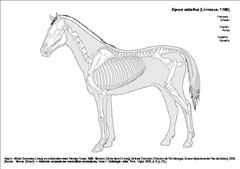 Cheval