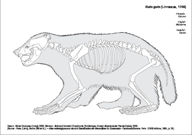 Glouton