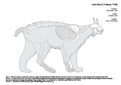 Lynx boréal