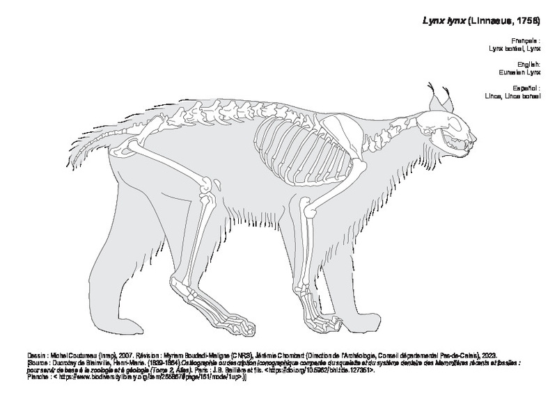 Lynx boréal