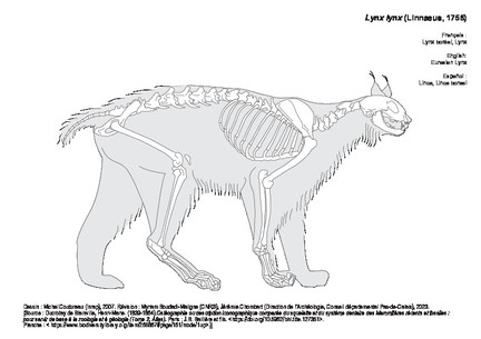 Lynx boréal