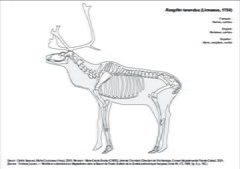 Reindeer