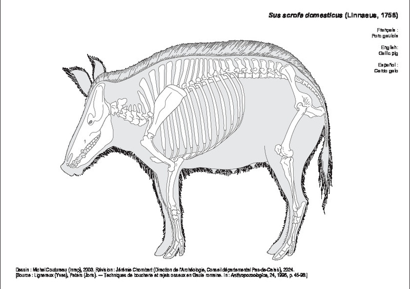 Porc gaulois