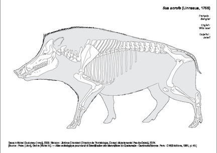 Sanglier