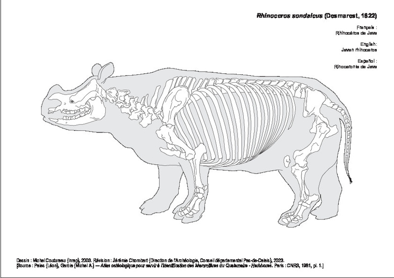 Rhinocéros de Java