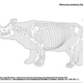 Rhinoceros_de_java_2023.pdf