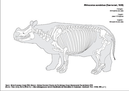 Rhinocéros de Java