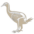 Gallirallus_australis.pdf