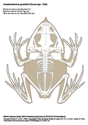 Grenouille cornue des Salomon