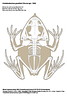 Grenouille cornue des Salomon
