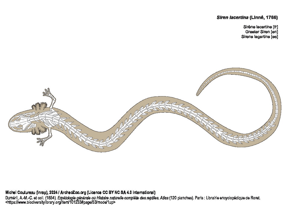 Sirène lacertine