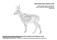 Huemul