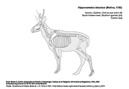 Hippocamelus bisulcus