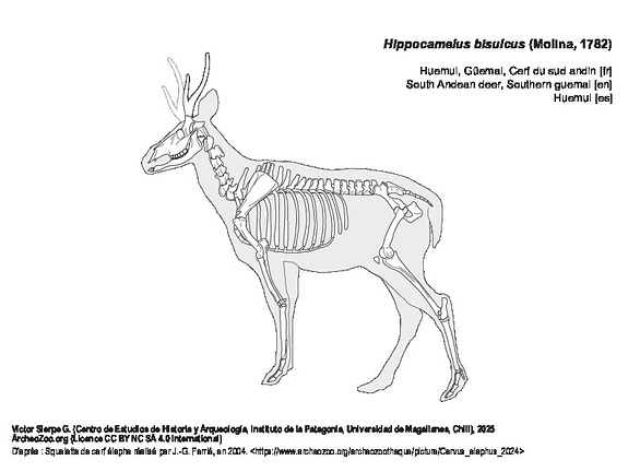 Huemul