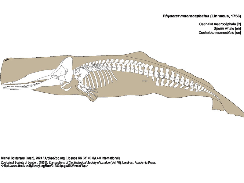 Cachalot macrocéphale
