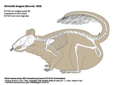 Chinchilla à longue queue