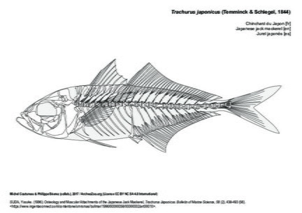 Japanese jack mackerel