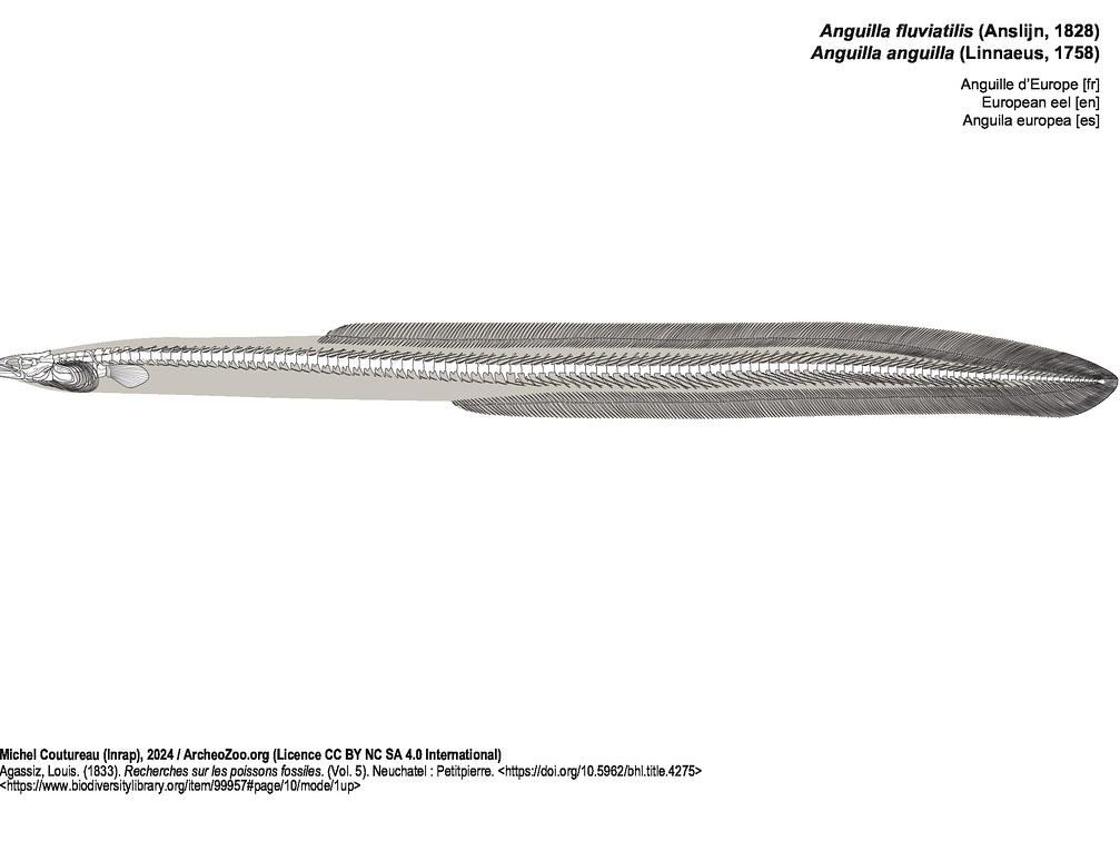 Anguille d’Europe