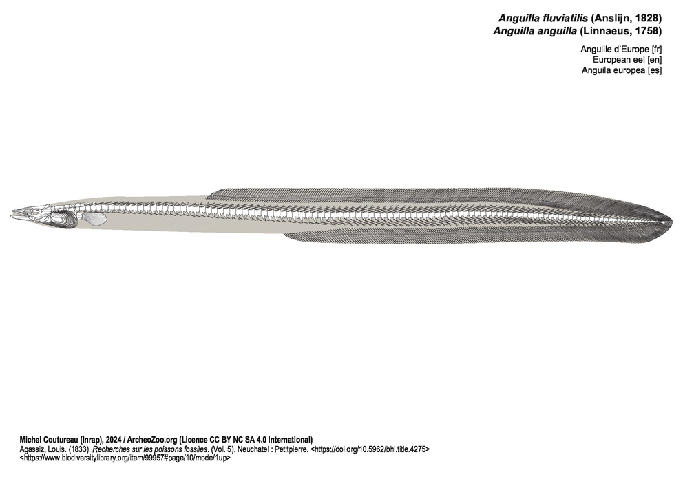 Anguille d’Europe