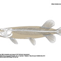 Esox_lucius.pdf