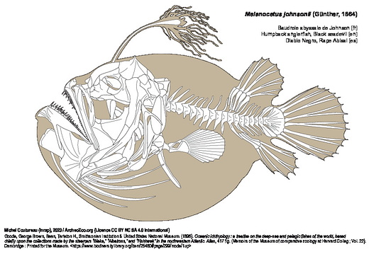 Baudroie abyssale de Johnson
