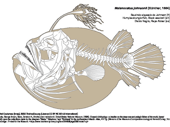 Baudroie abyssale de Johnson