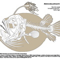 Melanocetus_johnsonii.pdf