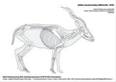 Addax
