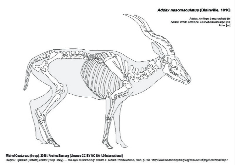 Addax
