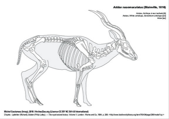 Addax