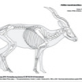 Addax_nasomaculatus.pdf