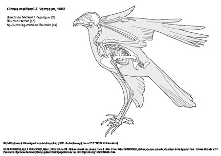 Aguilucho lagunero de Reunión