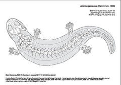 Salamandre géante du Japon