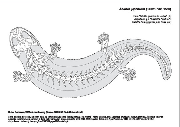 Salamandre géante du Japon