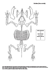 Suidae (Sus scrofa)