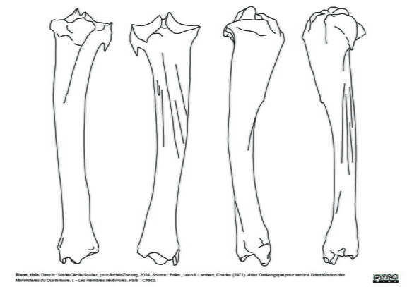 Tibia