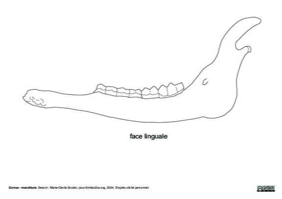 Mandibule