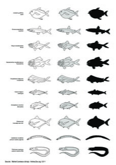 Poissons (3)