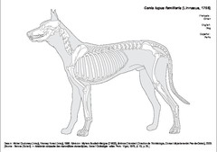 Chien