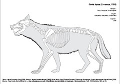 Loup Gris