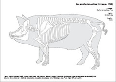 Porc
